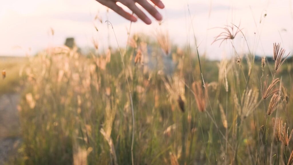 Sunshine Coast Counselling services